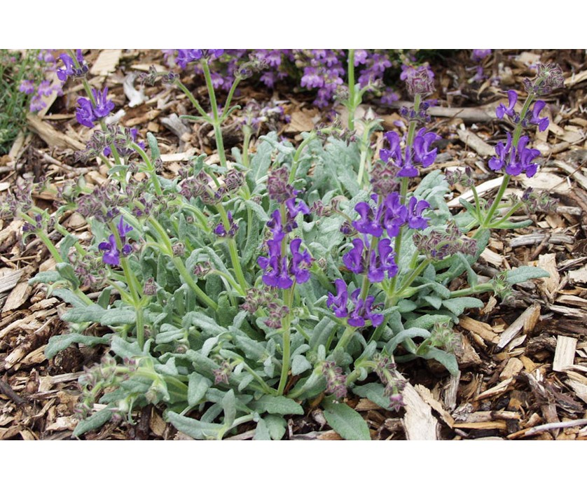 Platinum Sage